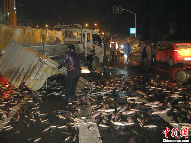 3,500 kg of fresh fish dumped onto road after truck overturns