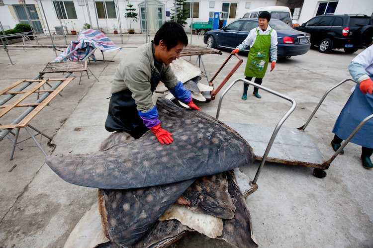 This factory in China kills over 600 endangered whale sharks every year