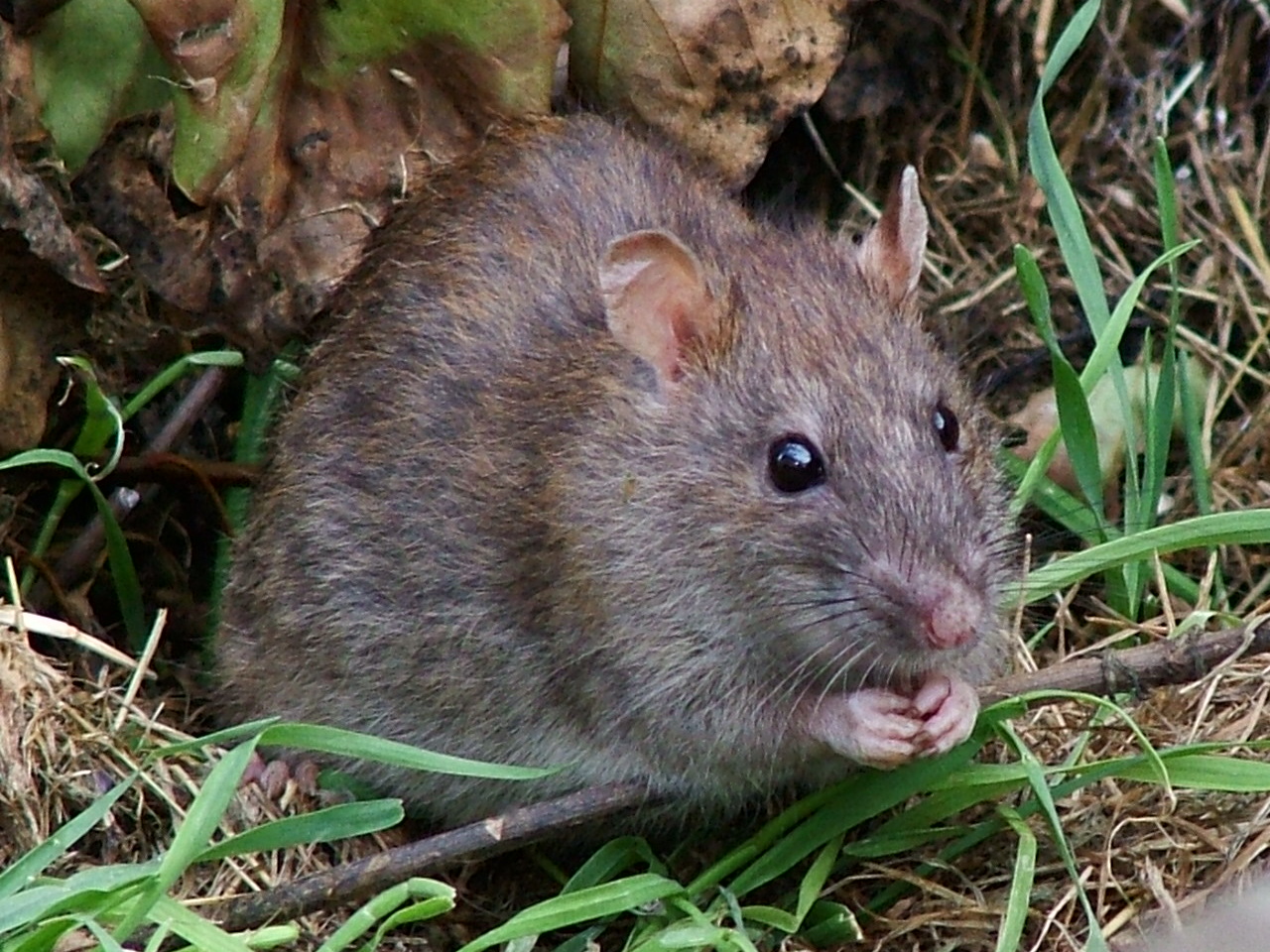 Kindergarten deaths caused by rat poison-laced food handed out by student