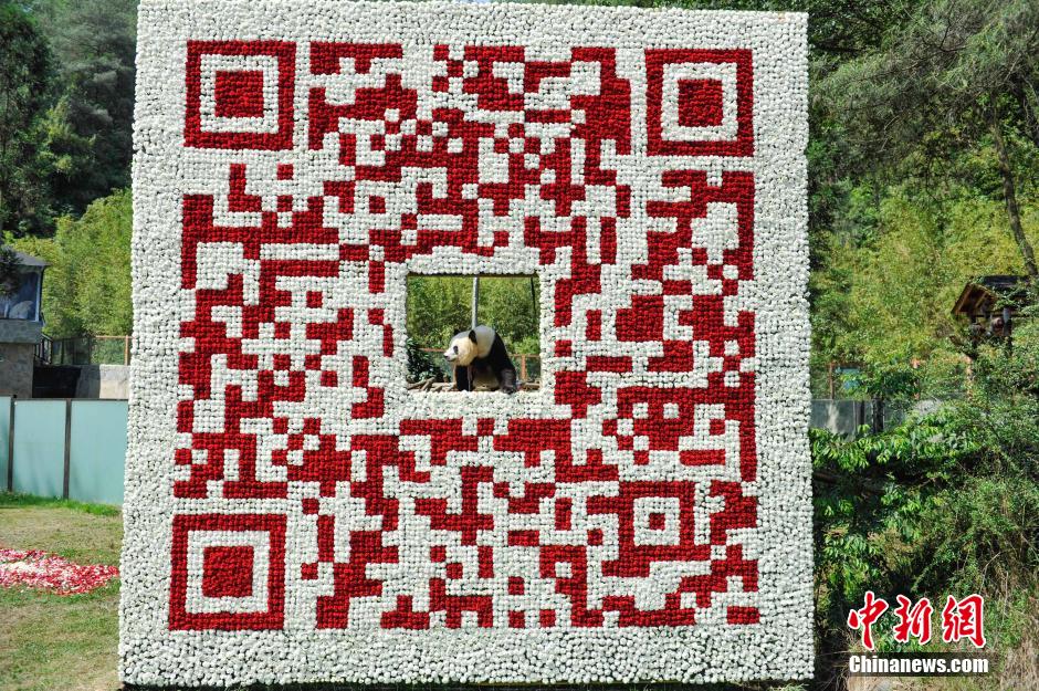 Giant QR code made from flowers erected in Yunnan panda sanctuary