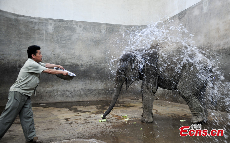 5 photos of animals trying to keep cool as temperatures soar across China
