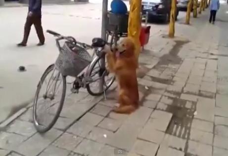 WATCH: Chinese dog guards bike, hops on for ride home