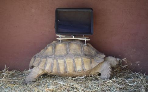 PHOTOS: Chinese artist's stateside exhibit with tortoises carrying iPads angers animal-lovers
