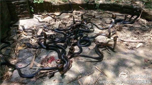 Shenzhen girl releases sacks of poisonous snakes for good karma, causes internet panic