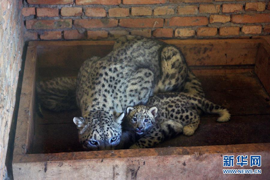 Qinghai zoo announces the birth of rare snow leopard twins