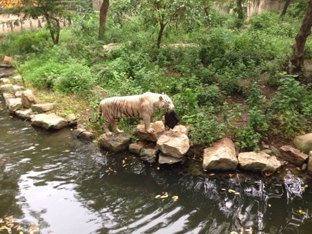 PHOTOS: Obnoxious tourist at Shanghai Zoo gets her handbag stolen by Bengal tiger