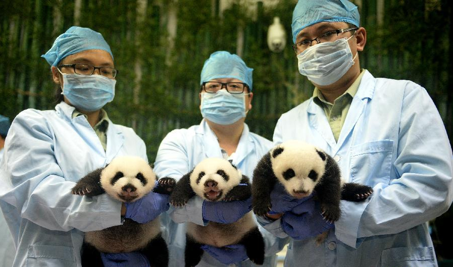 PHOTOS: 'Miracle' panda triplets open their eyes for first time