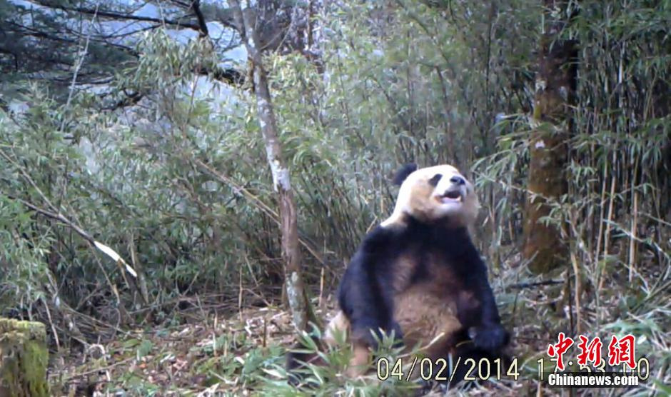 WATCH: WWF shows what a masturbating panda looks like