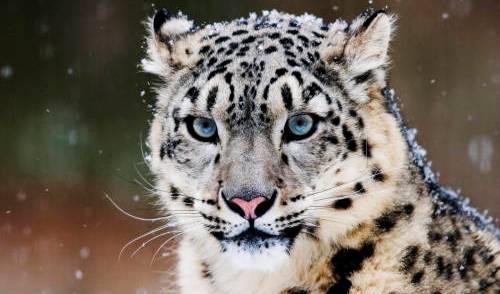Snow leopard spotted in Gansu for first time since 2006 