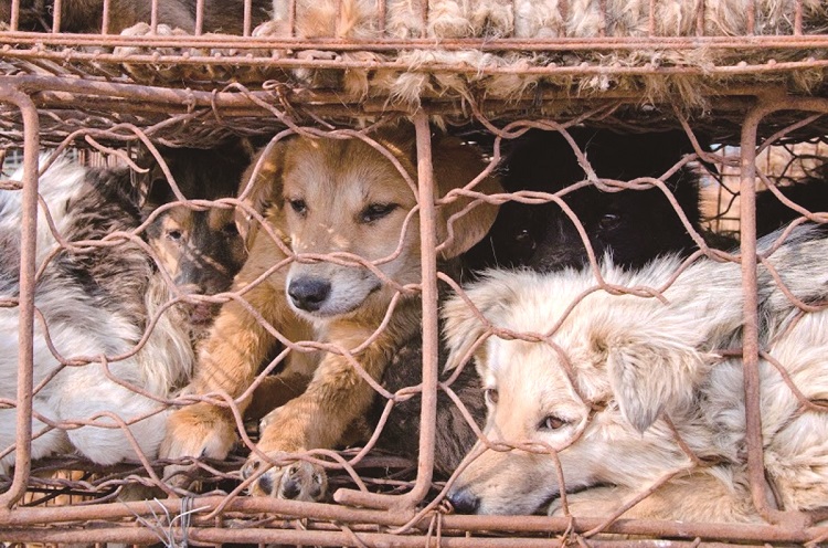 A hairy business: Animal welfare in China