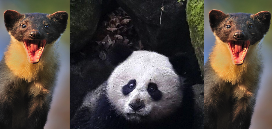 Giant panda dies in Sichuan - is a savage marten onslaught to blame?