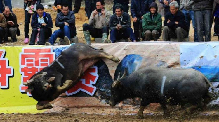 PHOTOS: Guangxi hosts questionable bull-fighting party to celebrate harvest