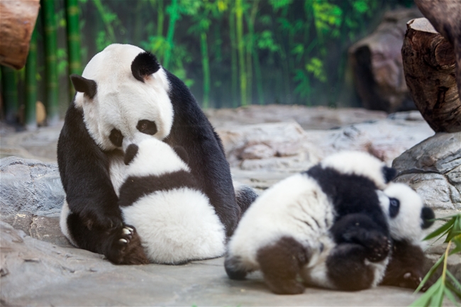 PHOTOS: Panda triplets returned to mother's embrace
