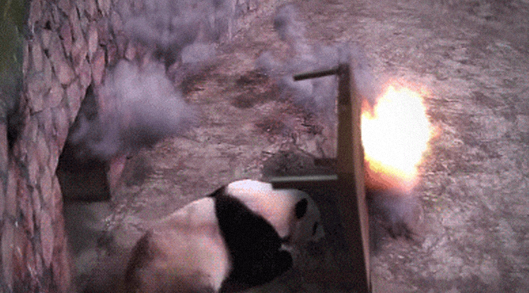 Action Star Panda' is our new favorite GIF –