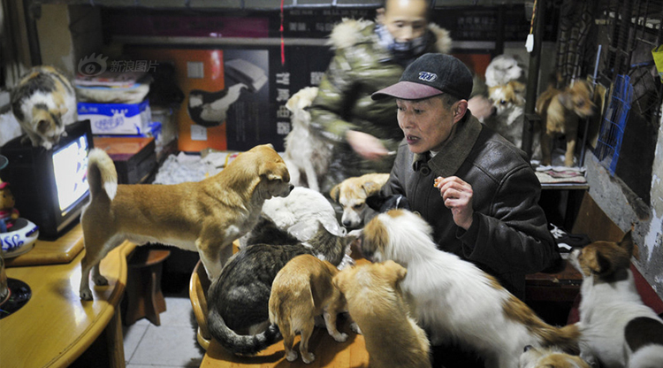 So. Many. Cats. Chengdu couple keeps 51 strays in their home