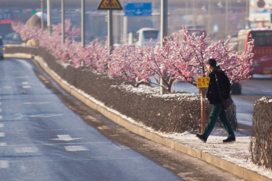PHOTOS: Changchun installs fake trees to go with fake bushes