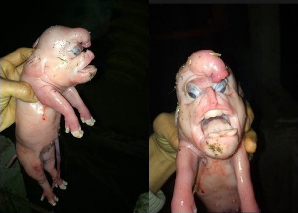 Pig born with 'penis on its head' attracts buyers but dies after mother rejects it