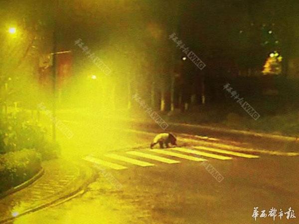 WATCH: Delinquent panda stalks Sichuan streets in dead of night