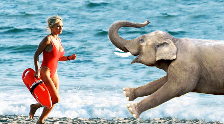 Don't worry guys, Pamela Anderson wrote a letter to Xi Jinping about elephants