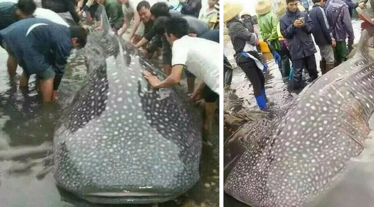 Epic whale shark caught in Guangdong, lives to tell the tale