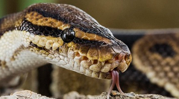 College student buys a bunch of pythons online, is surprised when he gets expelled