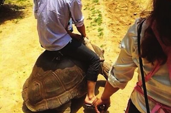 400 years of abuse and degradation ahead for rare tortoises given to China from Mauritius