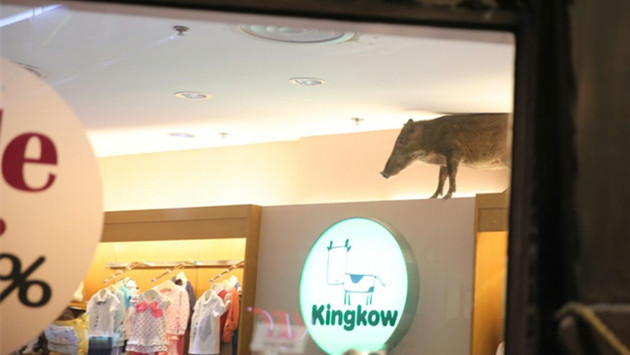 WATCH: Wild boar beats the heat by bursting through ceiling of Hong Kong mall