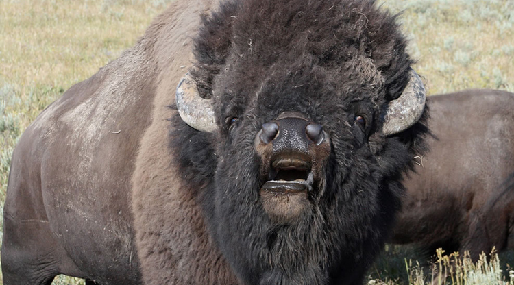 Taiwan teen gored by buffalo while posing for picture in Yellowstone