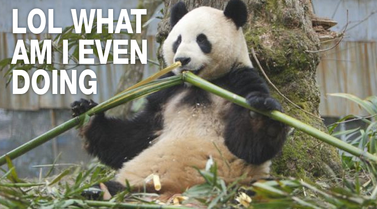 It turns out that pandas weren't supposed to be eating bamboo this whole time