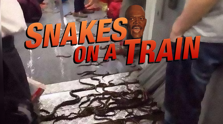 Eels let loose on Shanghai subway