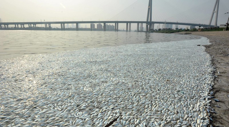 Tianjin officials say masses of dead fish not caused by cyanide from blast