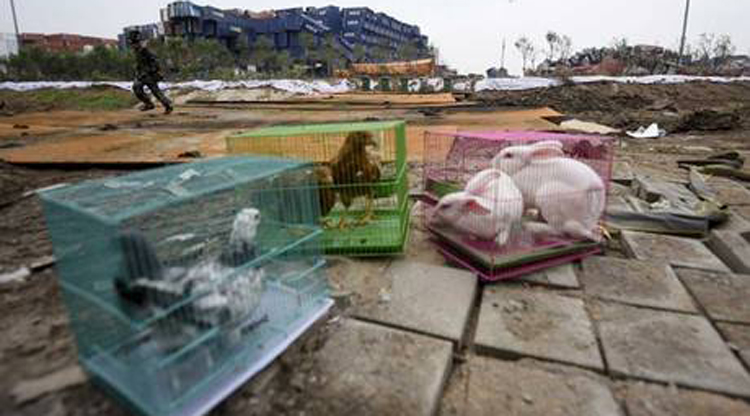 Tianjin authorities use animals to test for toxicity